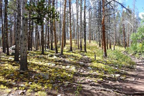 Lennie Mahler  |  The Salt Lake Tribune

The Henrys Fork Trail is a popular route toward Kings Peak in the Uinta Mountains. Monday, Sept. 5, 2016.
