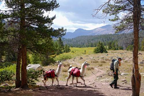 Lennie Mahler  |  The Salt Lake Tribune

USFS ranger Steve Hartnett and his llamas pass Elkhorn Crossing, about 5.5 miles along Henrys Fork Trail toward Kings Peak in the Uinta Mountains. Monday, Sept. 5, 2016.