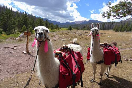Lennie Mahler  |  The Salt Lake Tribune

USFS ranger Steve Hartnett's llamas pass Elkhorn Crossing, about 5.5 miles along Henrys Fork Trail toward Kings Peak in the Uinta Mountains. Monday, Sept. 5, 2016.