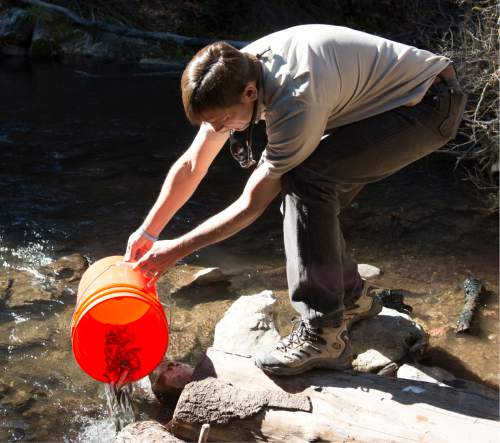 Rick Egan  |  The Salt Lake Tribune

Mike Slater releases native Bonneville cutthroat trout into a stream in upper Millcreek.  Division of Wildlife Resources DWR biologists released approximately 3,000 native Bonneville cutthroat in Mill Creek in Mill Creek Canyon,Wednesday, October 29, 2014.