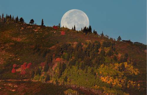 Scott Sommerdorf   |  The Salt Lake Tribune  
The Harvest Moon sets over a hillside of fall foliage as seen from Park City, Saturday, September 17, 2016.