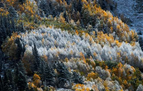 Steve Griffin  |  The Salt Lake Tribune
A fresh dusting of snow covers the mountain tops in Little Cottonwood Canyon merging fall and winter as the fall colors glow in the sun after a storm whipped across the Wasatch Front on Friday.