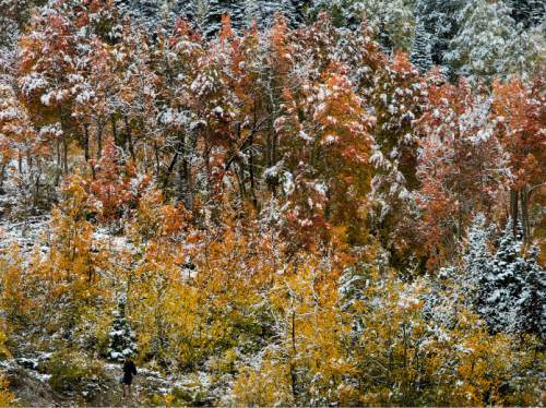 Steve Griffin / The Salt Lake Tribune


A fresh dusting of snow covers the mountain tops in Little Cottonwood Canyon merging fall and winter as the fall leaves cling to the trees after a storm whipped across the Wasatch Front. Friday September 23, 2016.