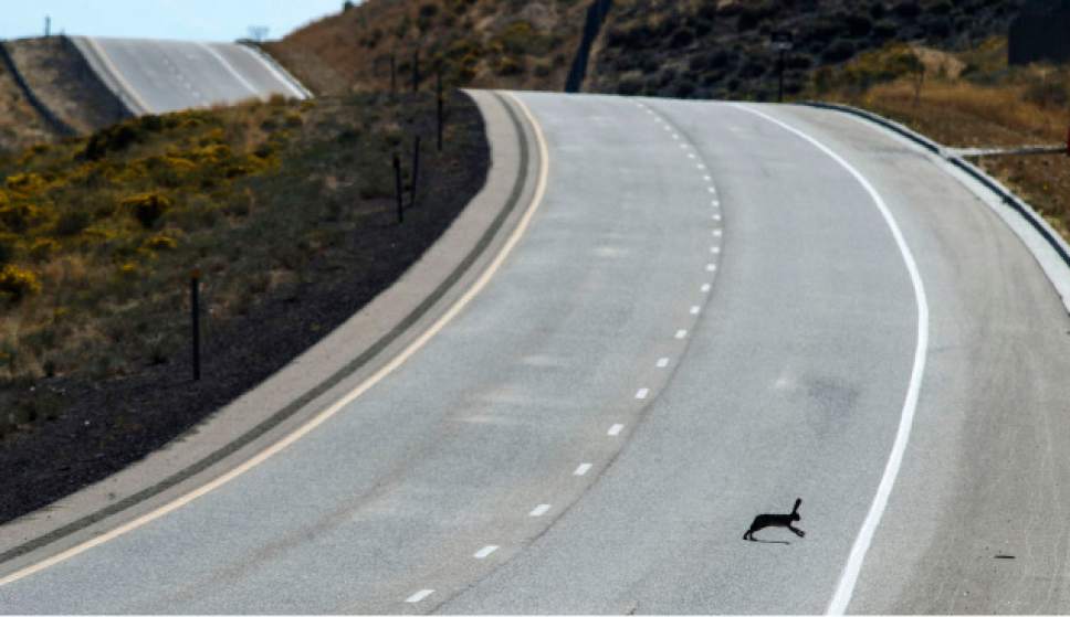 Steve Griffin / The Salt Lake Tribune


A jack rabbit bounces across the Mountain View Corridor in Herriman, Utah Monday September 26, 2016.