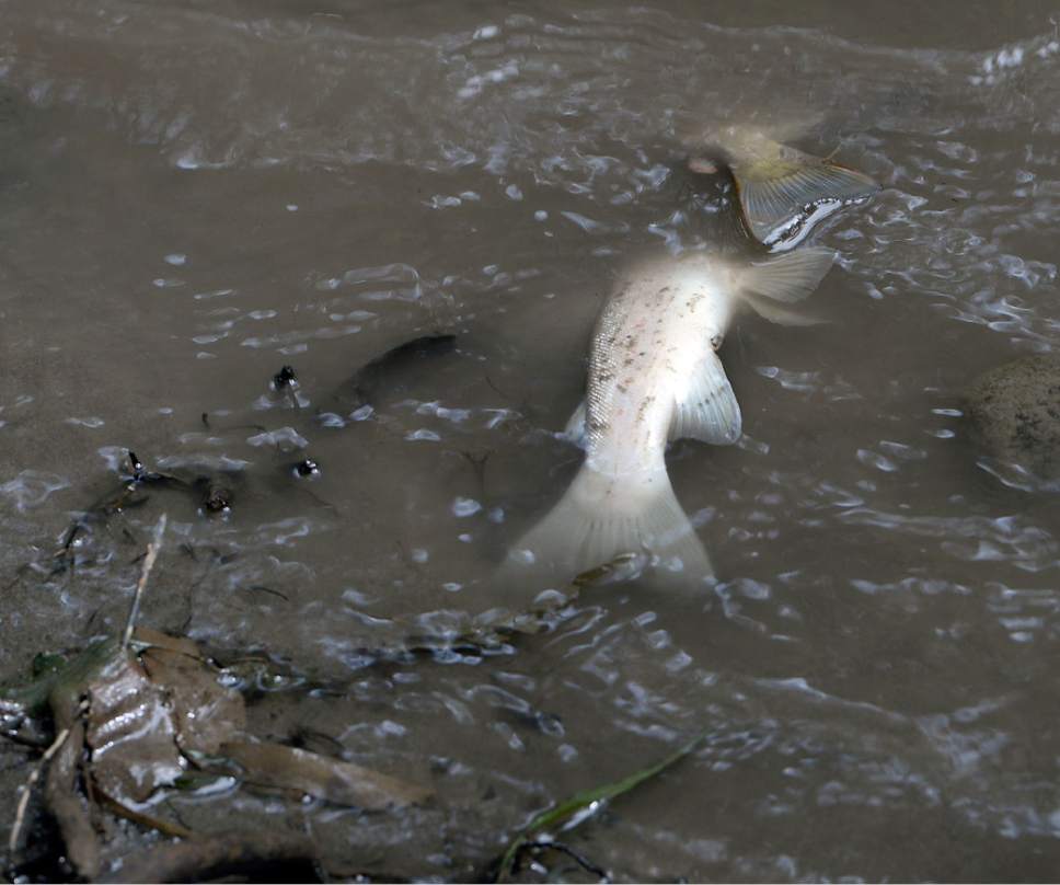 Al Hartmann  |  The Salt Lake Tribune
Dead trout washes towards shore of picnic area about one mile below Tibble Fork Reservoir dam Thursday August 25.   The creek runs dark brown with silt.