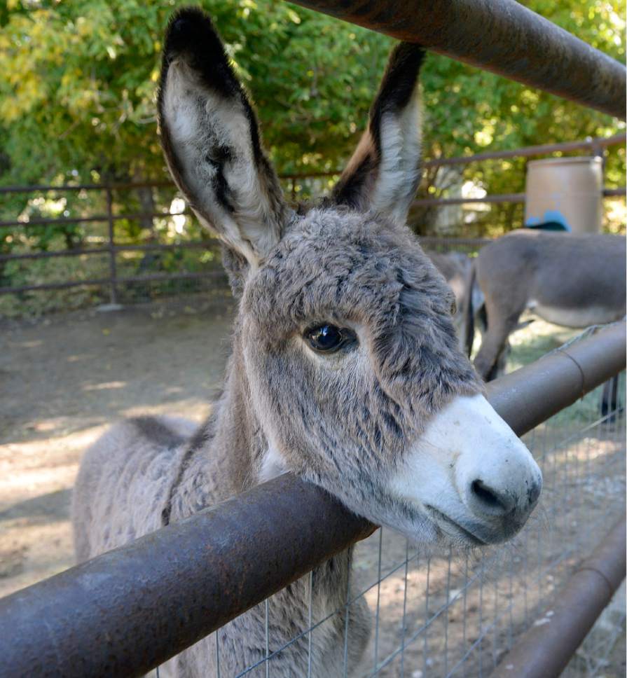 Al Hartmann  |  The Salt Lake Tribune
Baby burro affectionately known as "Burro-ito", born September 6 is adjusting well to animal care staff and getting along great with his mother Wiley, another wild burro named Olive and two mustangs at his temporary home at Hogle Zoo.   
Any member of the public who is interested in adopting the wild horses or burros after they leave the Zoo in late October, can contact guest services to receive information about adopting the BLM animals, or leave a message on the Utah Wild Horse and Burro Hotline, 801-539-4050 to be contacted about adoption options.