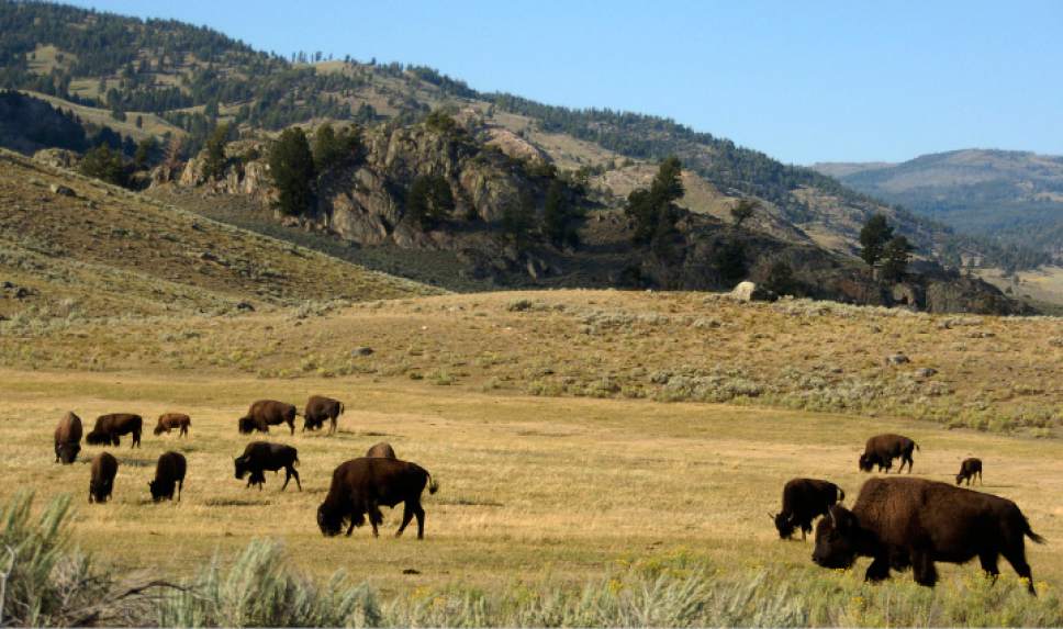 FILE - In this Aug. 3, 2016 file photo, a herd of bison grazes in the Lamar Valley of Yellowstone National Park in Wyo. Park administrators appear to have lost ground on a 2009 pledge to minimize cell phone access in backcountry areas. Signal coverage maps for two of Yellowstone's five cell phone towers show calls can now be received in large swaths of the park's interior such as the picturesque Lamar Valley. The maps were obtained by a Washington, DC-based advocacy group, Public Employees for Environmental Responsibility. (AP Photo/Matthew Brown, File)