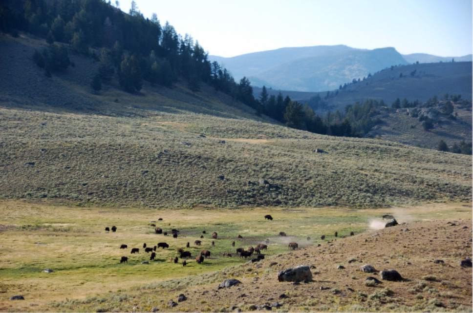 In This Aug. 26, 2016 photo, a herd of bison is seen in Yellowstone National Park's Lamar Valley in Mont.. Park visitors can now make or receive calls in the Lamar Valley and other remote areas of the park despite a 2009 park plan meant to limit coverage.Yellowstone National Park administrators appear to have lost ground on a 2009 pledge to minimize cell phone access in backcountry areas. Signal coverage maps for two of Yellowstone's five cell phone towers show calls can now be received in large swaths of the park's interior such as the picturesque Lamar Valley. The maps were obtained by a Washington, DC-based advocacy group, Public Employees for Environmental Responsibility. (AP Photo/Matthew Brown)