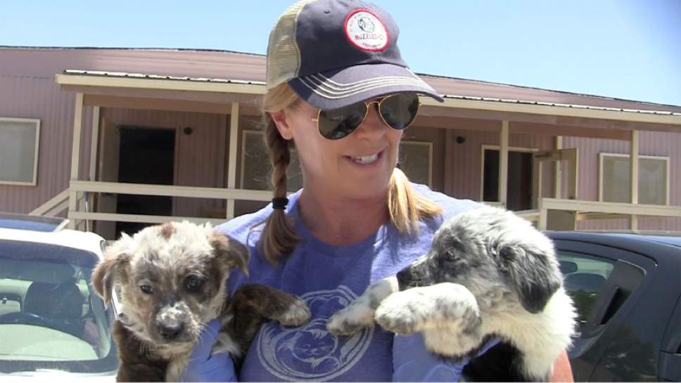 Rich Kane  |  The Salt Lake Tribune

Nuzzles & Co. president Kathleen Toth with two rescued puppies. They'll be transported back to Park City and given medical attention before being made available for adoption.