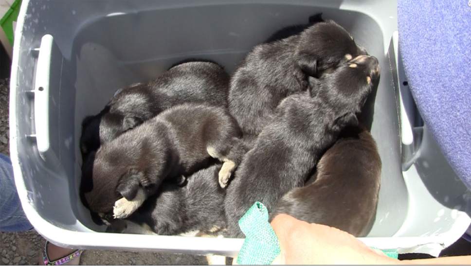 Rich Kane  |  The Salt Lake Tribune

These puppies are about to be placed in a kennel with their mom and driven back to Park City.