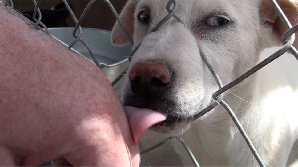 Rich Kane  |  The Salt Lake Tribune

A dog gets his licks in at the rescue center operated by Izzy Alire and Yvonne Todacheene in Shiprock, New Mexico.