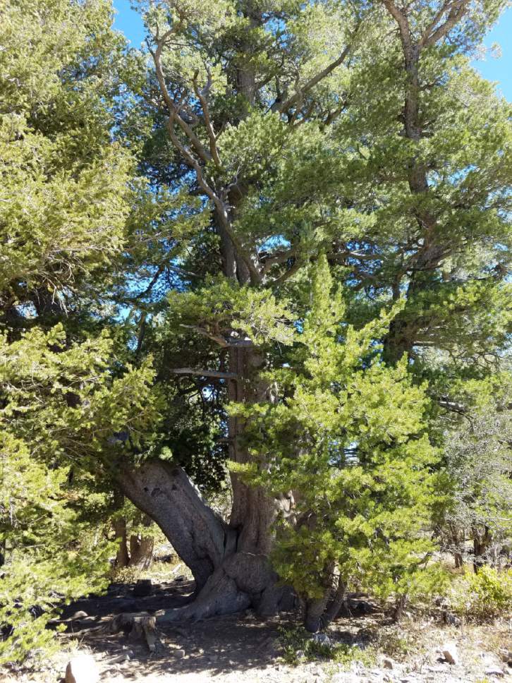 Jessica Miller  |  The Salt Lake Tribune

The Limber Pine Nature Trail gets its name from this large cluster of trees that have grown together over hundreds of years.