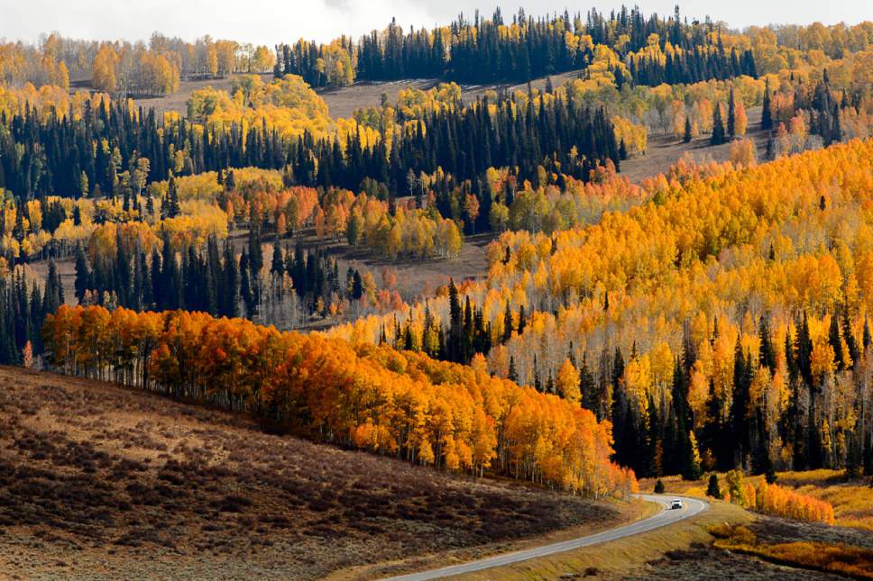 Trent Nelson  |  The Salt Lake Tribune
The Manti-La Sal National Forest east of Fairview, Thursday September 29, 2016. Utah's national forests are beginning to develop new management plans, which is stirring up controversy as some think the plans are fronts for expanding wilderness or restricting grazing.