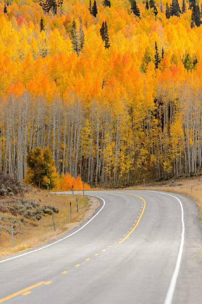 Trent Nelson  |  The Salt Lake Tribune
The Manti-La Sal National Forest east of Fairview, Thursday September 29, 2016. Utah's national forests are beginning to develop new management plans, which is stirring up controversy as some think the plans are fronts for expanding wilderness or restricting grazing.