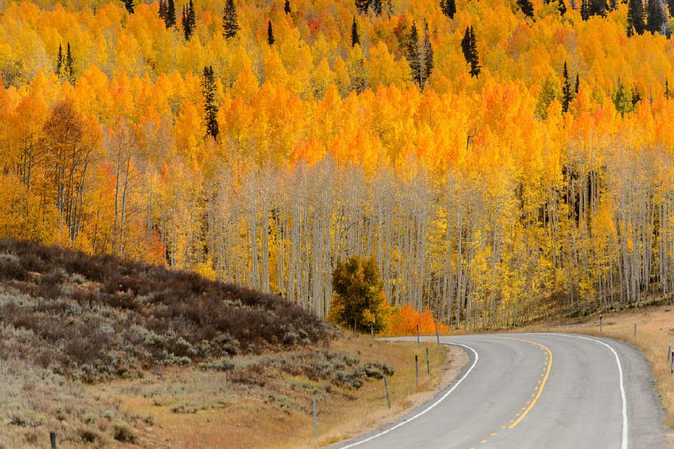 Trent Nelson  |  The Salt Lake Tribune
The Manti-La Sal National Forest east of Fairview, Thursday September 29, 2016. Utah's national forests are beginning to develop new management plans, which is stirring up controversy as some think the plans are fronts for expanding wilderness or restricting grazing.