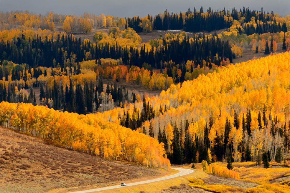 Trent Nelson  |  The Salt Lake Tribune
The Manti-La Sal National Forest east of Fairview, Thursday September 29, 2016. Utah's national forests are beginning to develop new management plans, which is stirring up controversy as some think the plans are fronts for expanding wilderness or restricting grazing.