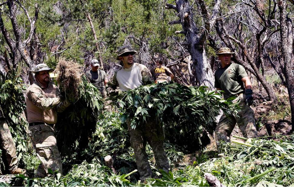 Tribune file photo
Law enforcement officials remove marijuana plants grown illegally in the Fish Lake National Forest near Beaver, Utah, on Thursday, Aug. 18, 2011. Several agencies were involved in the operation. No growers were arrested.