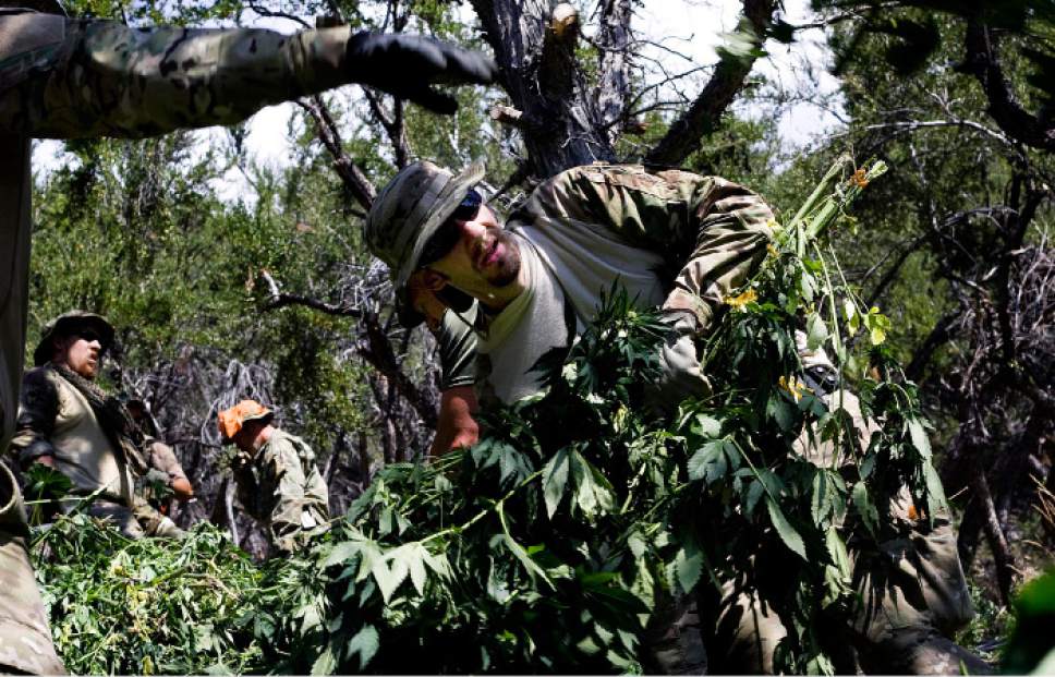 Tribune file photo
Chris Johnson, a task force officer with the Drug Enforcement Agency, and other law enforcement officials remove marijuana plants grown illegally in the Fish Lake National Forest near Beaver, Utah, on Thursday, Aug. 18, 2011. Several agencies were involved in the operation. No growers were arrested.