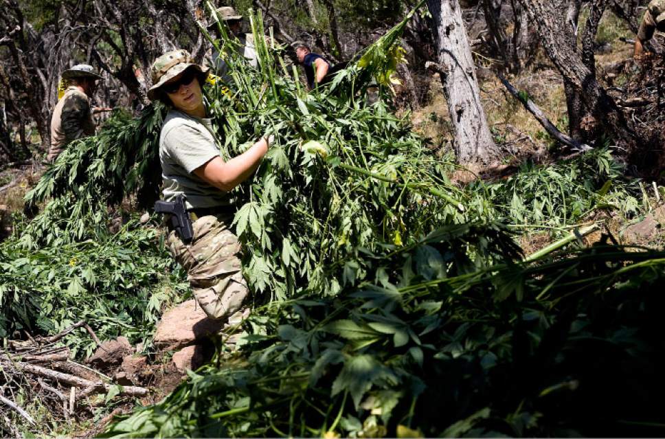Tribune file photo
Kelly Quernemoen, a special agent with the Drug Enforcement Agency, and other law enforcement officials gather marijuana plants during a pot bust in the Fish Lake National Forest near Beaver, Utah, on Thursday, Aug. 18, 2011. Several agencies were involved in the operation. No growers were arrested.