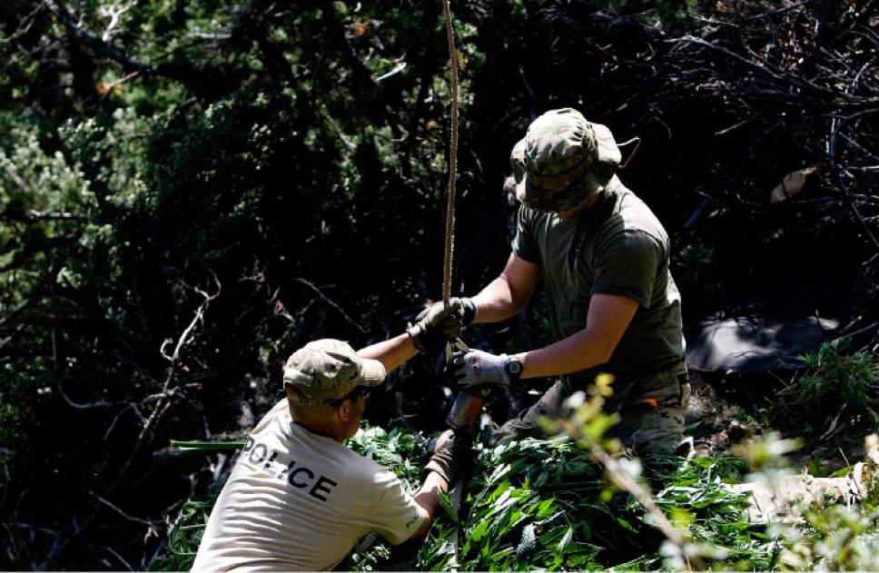 Tribune file photo
Law enforcement officials hook a net filled with marijuana plants to a helicopter after a pot bust in the Fish Lake National Forest near Beaver, Utah, on Thursday, Aug. 18, 2011. Several agencies were involved in the operation. No growers were arrested.