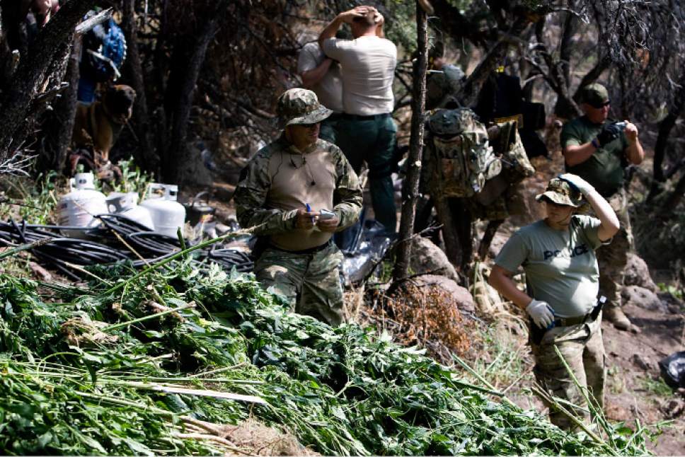 Tribune file photo
Law enforcement officials remove marijuana plants grown illegally in the Fish Lake National Forest near Beaver, Utah, on Thursday, Aug. 18, 2011. Several agencies were involved in the operation that yielded several thousand plants. No growers were arrested.