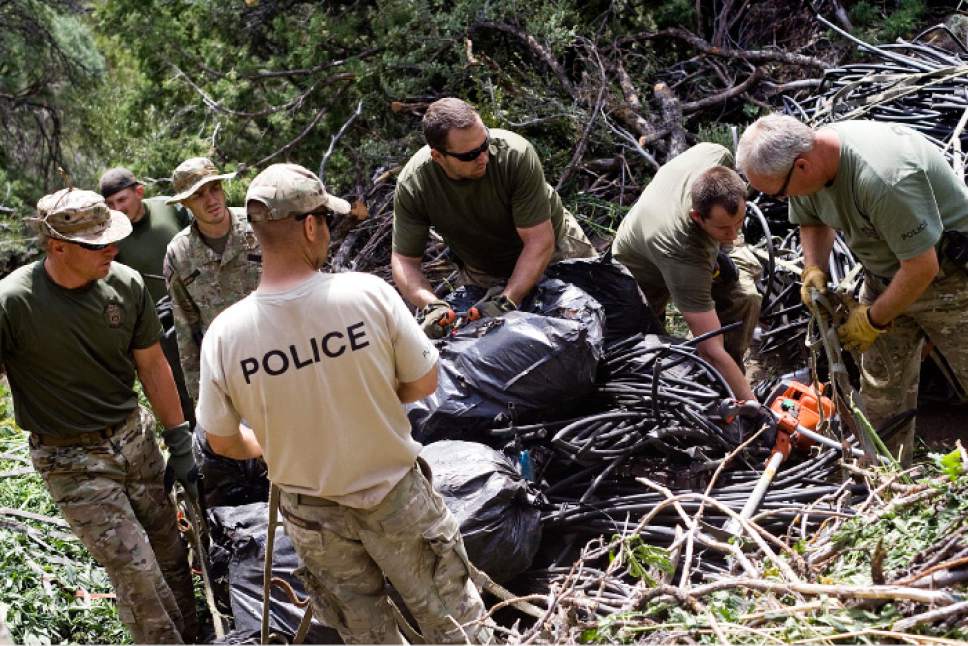 Tribune file photo
Law enforcement officials remove trash and marijuana plants grown illegally in the Fish Lake National Forest near Beaver, Utah, on Thursday, Aug. 18, 2011. Several agencies were involved in the operation that yielded several thousand plants. No growers were arrested.