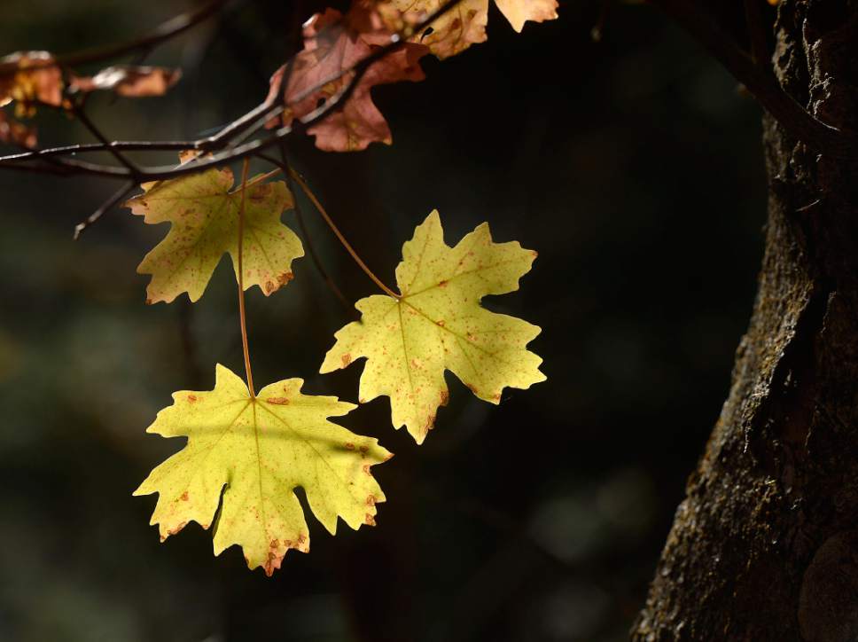 Al Hartmann  |  The Salt Lake Tribune
Bigtooth Maple leaves reach their peak colors in Millcreek Canyon Thursday October 13.  With a rainy weekend coming up the leaves won't last too much longer.