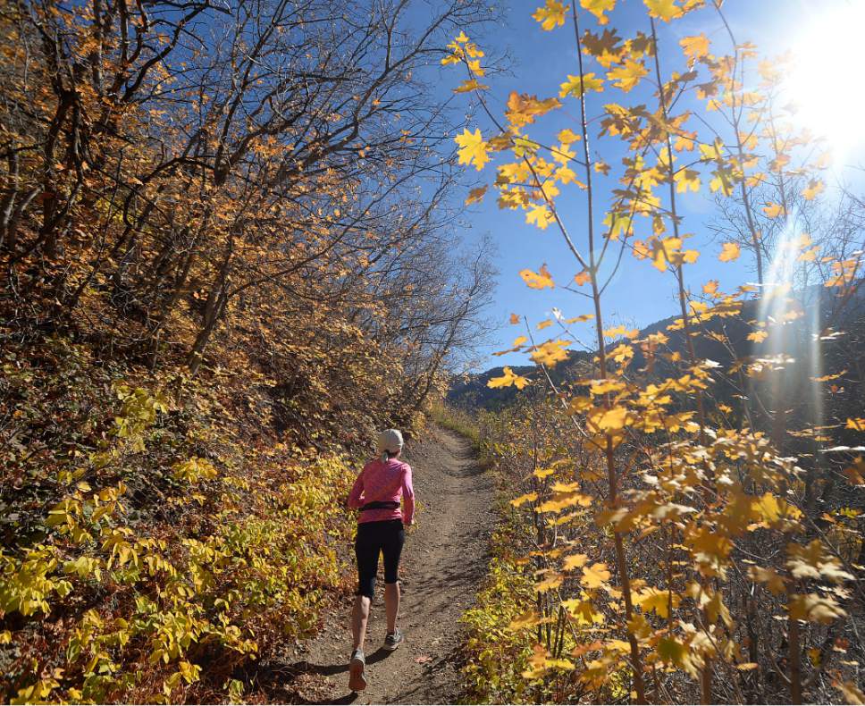 Al Hartmann  |  The Salt Lake Tribune
Trail runner take in sunny Autumn day as Bigtooth Maple leaves reach their peak colors in Millcreek Canyon Thursday October 13.  With a rainy weekend coming up the leaves won't last too much longer.