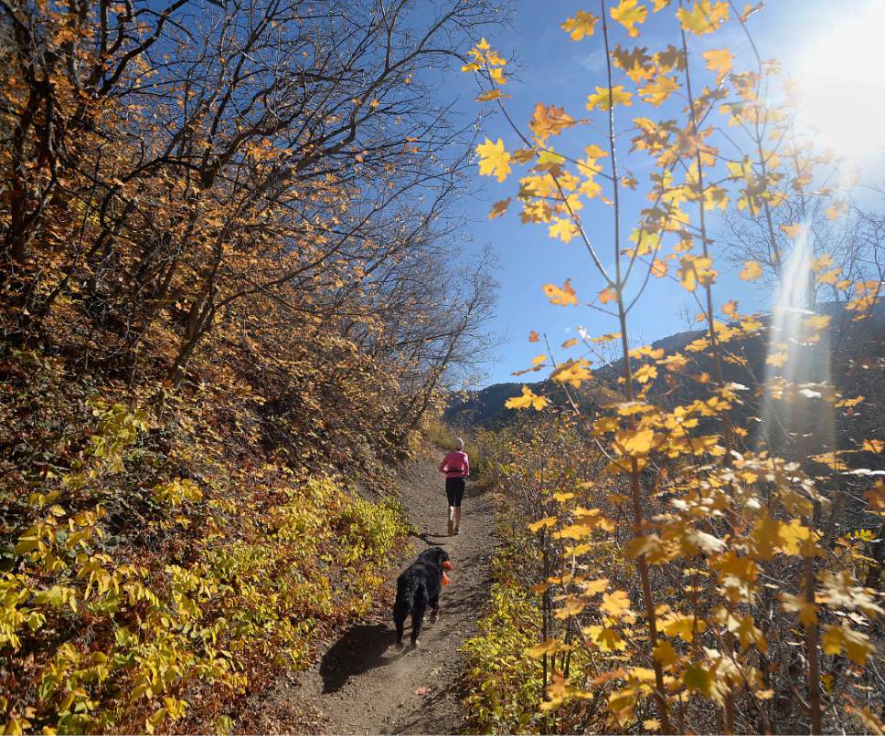 Al Hartmann  |  The Salt Lake Tribune
Trail runner and her dog take in sunny Autumn day as Bigtooth Maple leaves reach their peak colors in Millcreek Canyon Thursday October 13.  With a rainy weekend coming up the leaves won't last too much longer.