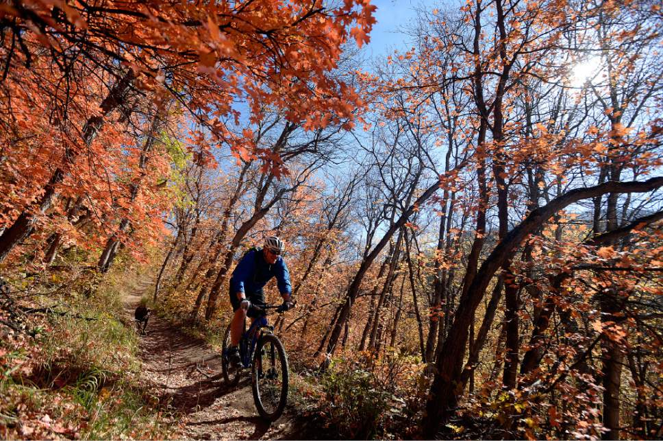 Al Hartmann  |  The Salt Lake Tribune
Mountain biker and his dog fly down trail beneath a canopy of Bigtooth Maple leaves in peak colors in Millcreek Canyon Thursday October 13.  With a rainy weekend coming up the leaves won't last too much longer.