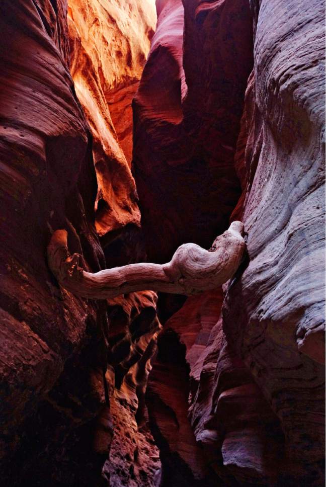 Lennie Mahler  |  The Salt Lake Tribune

A log is suspended between rock walls in the narrows of Buckskin Gulch on Sunday, Sept. 25, 2016.