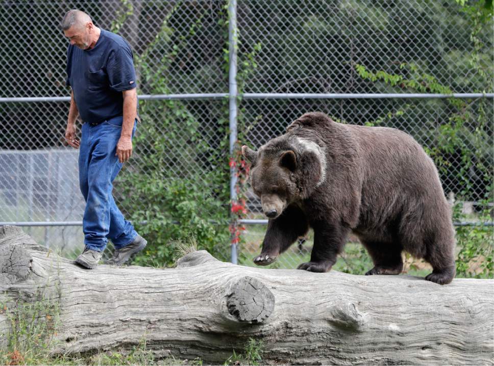 Bear With Him: Man Grabs Attention For Hugging Big Bears - The Salt ...