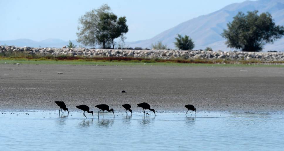 Al Hartmann  |  The Salt Lake Tribune
Ibis search for food on a newly uncovered sandbar in the marina boat harbor at Utah Lake State Park in August. The shrinking Utah Lake is at about 37 percent.