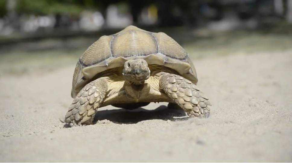 Rick Egan  |  The Salt Lake Tribune

Sherman the 20-year-old, 100-pound pet African sulcata tortoise walks around Liberty Park. Watch video of Sherman in the Tribune's "I Love" series at ilove.sltrib.com.