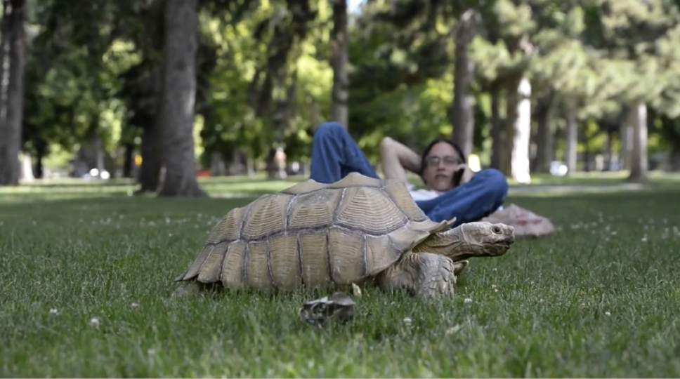 Rick Egan  |  The Salt Lake Tribune

Sherman the 20-year-old, 100-pound pet African sulcata tortoise walks around Liberty Park. Watch video of Sherman in the Tribune's "I Love" series at ilove.sltrib.com.