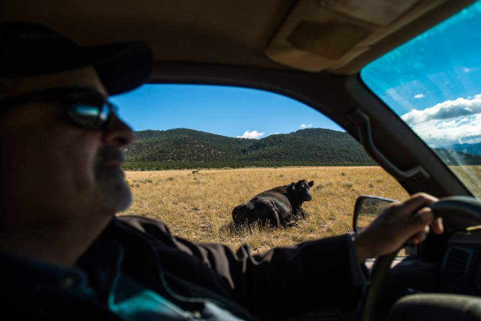 Chris Detrick  |  The Salt Lake Tribune
Rancher Bobby Ortega looks for his grazing cattle in Rio Grande del Norte National Monument, New Mexico Friday September 30, 2016.