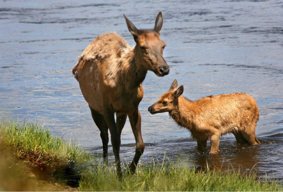 Scott Sommerdorf  |  Tribune file photo
This mother elk and her fawn spend time in the cooling waters of Nez Perce Creek of Yellowstone Park.