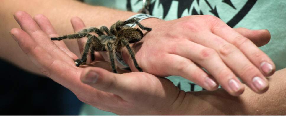 Steve Griffin / The Salt Lake Tribune

A tarantula crawls around as Halloween starts early as FearCon, a two-day fan convention for horror, fantasy and Halloween-related stuff opens at the Salt Palace Convention Center in Salt Lake City October 26, 2016.