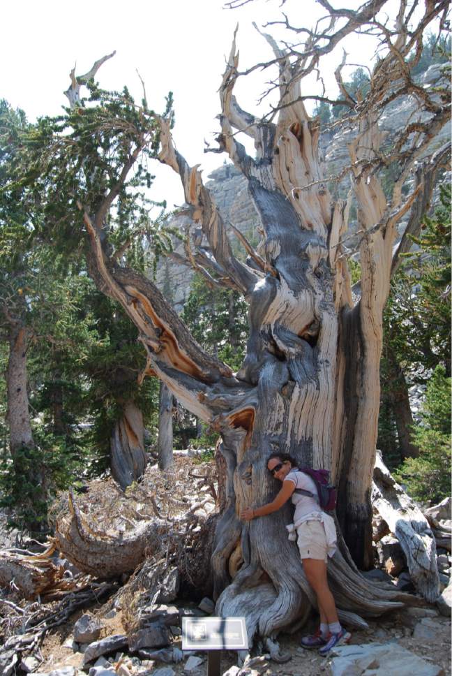 Brian Maffly  |  The Salt Lake Tribune

Bristlecone pines, like this one pictured under Nevada's Wheeler Peak in Great Basin National Park, are the world's most long-lived organisms. New research shows they are also immune from mountain pine beetle attacks that are laying waste to millions of acres of Western forests.