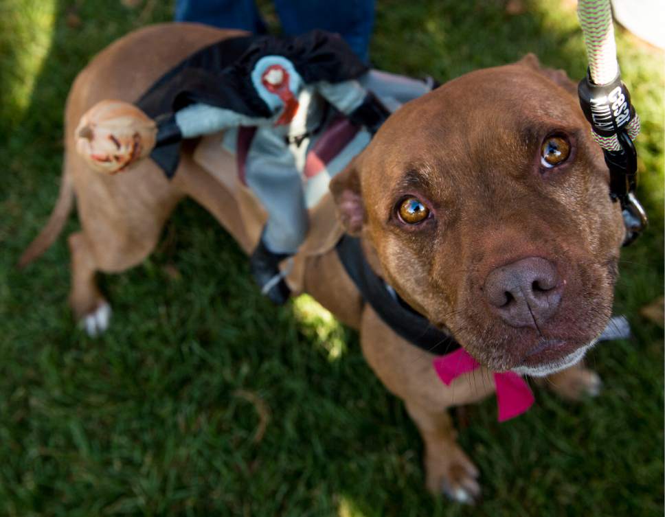 Leah Hogsten  |  The Salt Lake Tribune
Teeney the Staffordshire pit bull wears a Headless Horseman costume at Best Friends Animal Society's Strut Your Mutt annual charity walk that brings together four- and two-legged participants of all ages to raise money toward saving the lives of homeless pets.