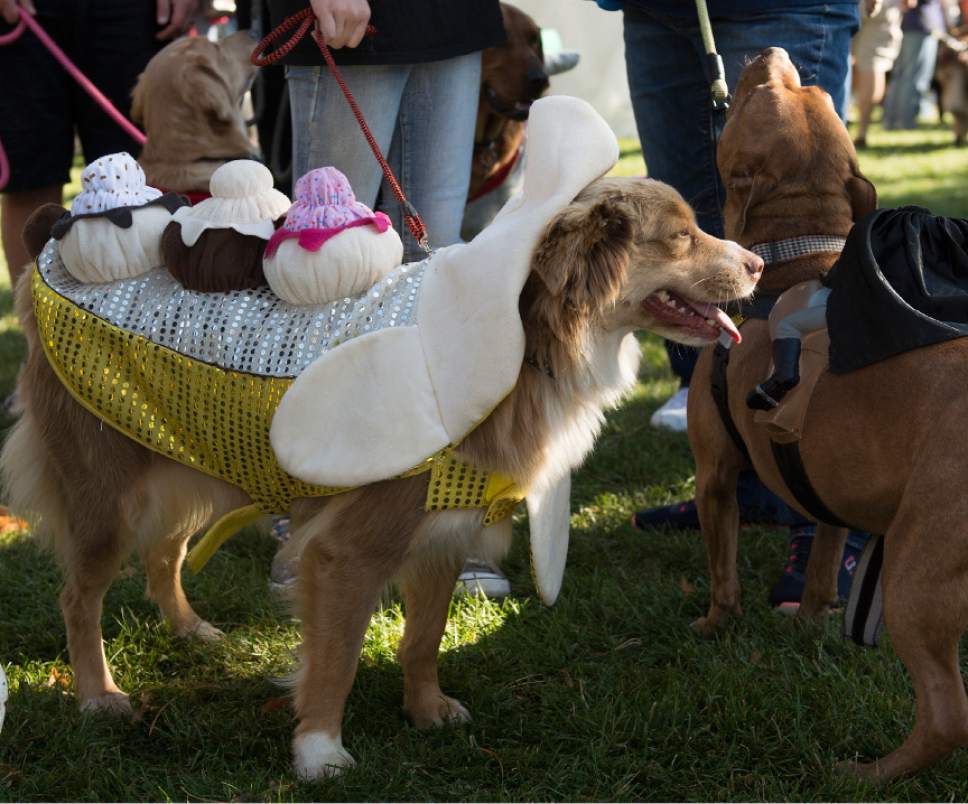 Leah Hogsten  |  The Salt Lake Tribune
Jess the Aussie mix is dressed as a banana split at Best Friends Animal Society's Strut Your Mutt annual charity walk that brings together four- and two-legged participants of all ages to raise money toward saving the lives of homeless pets.