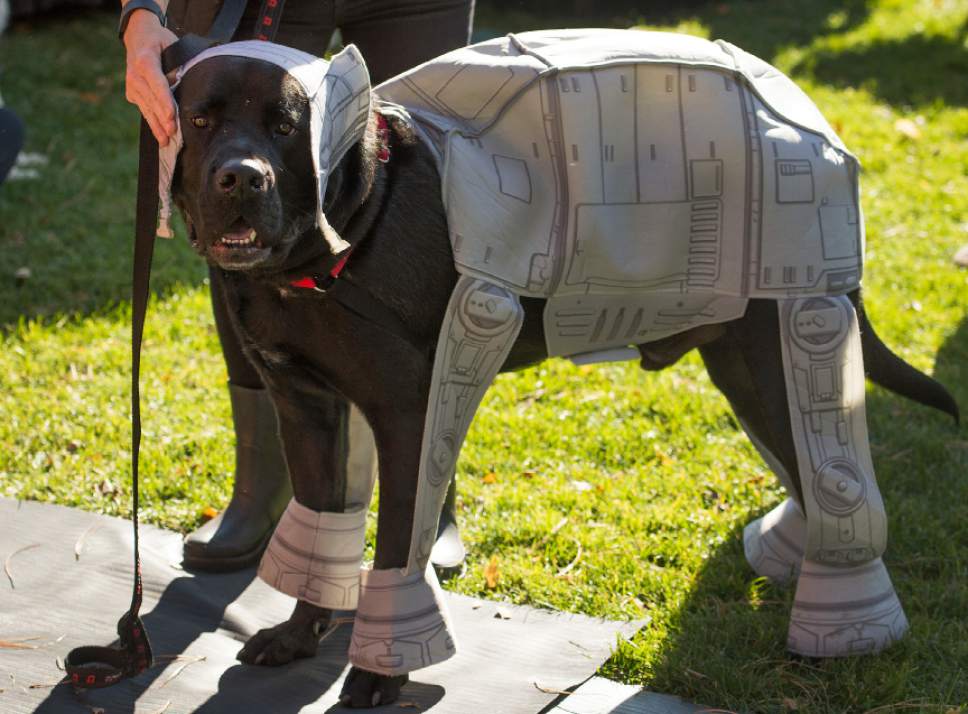 Leah Hogsten  |  The Salt Lake Tribune
Fraizer's owner Kristine Beck holds his All Terrain Armored Transport outfit against his ear at the Best Friends Animal Society's Strut Your Mutt annual charity walk that brings together four- and two-legged participants of all ages to raise money toward saving the lives of homeless pets.
