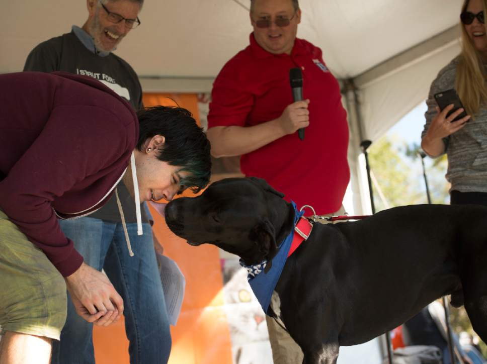 Leah Hogsten  |  The Salt Lake Tribune
Monster gives Reid Ewing a kiss during the kiss contest at Best Friends Animal Society's Strut Your Mutt annual charity walk that brings together four- and two-legged participants of all ages to raise money toward saving the lives of homeless pets.
