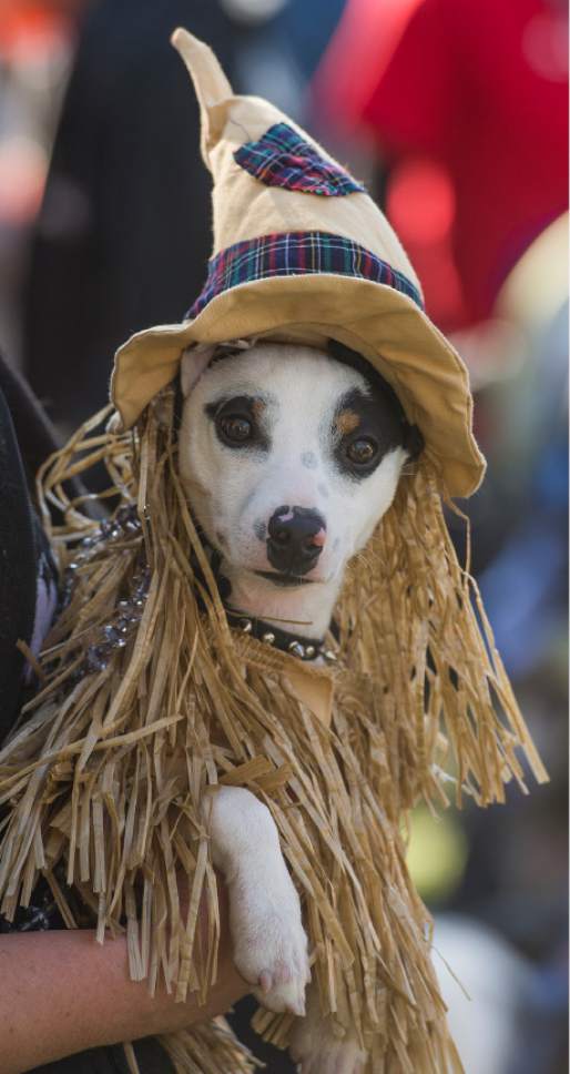 Leah Hogsten  |  The Salt Lake Tribune
Calypso Kid wears a scarecrow costume at Best Friends Animal Society's Strut Your Mutt annual charity walk that brings together four- and two-legged participants of all ages to raise money toward saving the lives of homeless pets.