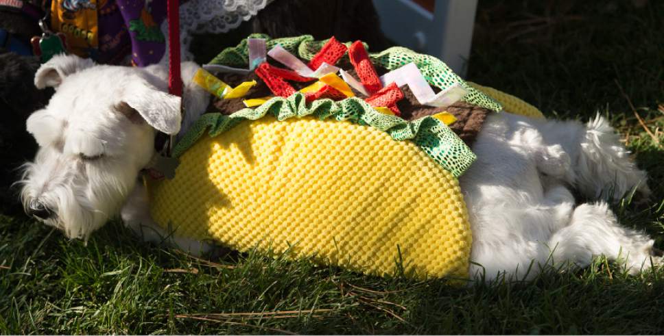 Leah Hogsten  |  The Salt Lake Tribune
Sally the taco dog takes a rest at Best Friends Animal Societyís Strut Your Mutt annual charity walk that brings together four- and two-legged participants of all ages to raise money toward saving the lives of homeless pets.