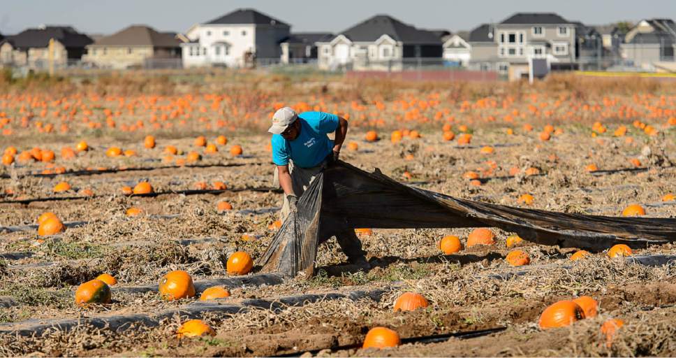 Trent Nelson  |  The Salt Lake Tribune
Workers clear a pumpkin patch in Spanish Fork, Thursday November 3, 2016. Utah now ranks No. 10 for share of its workforce that is undocumented immigrants. Also, 1 of every 5 Utah farm workers is undocumented. Officials say the reason is high demand in lower-paying jobs that locals won't take.