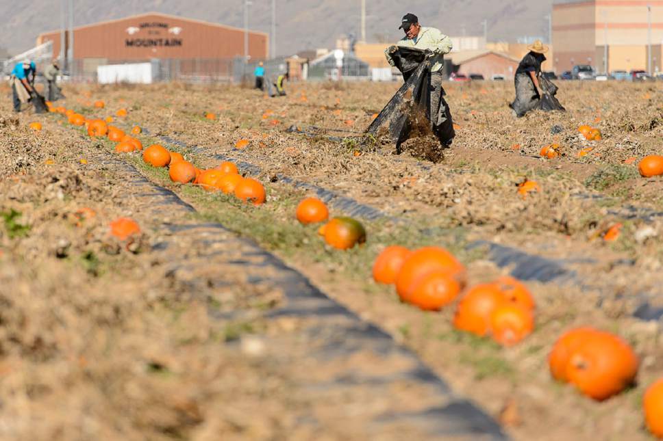 Trent Nelson  |  The Salt Lake Tribune
Workers clear a pumpkin patch in Spanish Fork, Thursday November 3, 2016. Utah now ranks No. 10 for share of its workforce that is undocumented immigrants. Also, 1 of every 5 Utah farm workers is undocumented. Officials say the reason is high demand in lower-paying jobs that locals won't take.