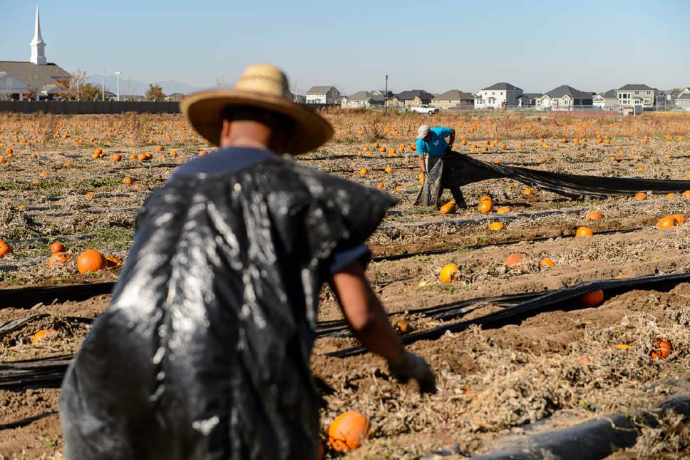 Trent Nelson  |  The Salt Lake Tribune
Workers clear a pumpkin patch in Spanish Fork, Thursday November 3, 2016. Utah now ranks No. 10 for share of its workforce that is undocumented immigrants. Also, 1 of every 5 Utah farm workers is undocumented. Officials say the reason is high demand in lower-paying jobs that locals won't take.