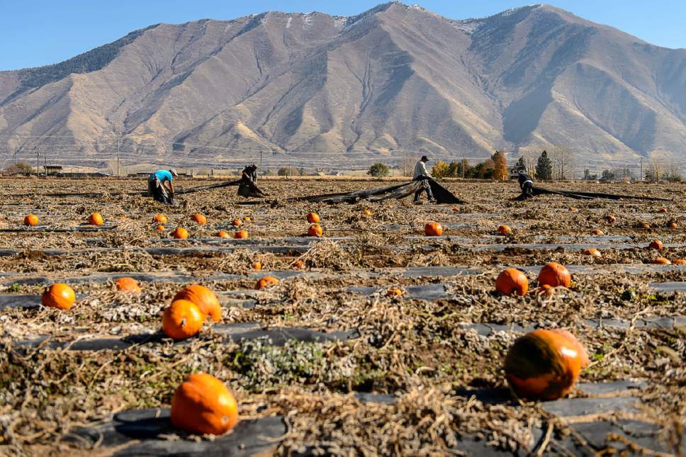 Trent Nelson  |  The Salt Lake Tribune
Workers clear a pumpkin patch in Spanish Fork, Thursday November 3, 2016. Utah now ranks No. 10 for share of its workforce that is undocumented immigrants. Also, 1 of every 5 Utah farm workers is undocumented. Officials say the reason is high demand in lower-paying jobs that locals won't take.