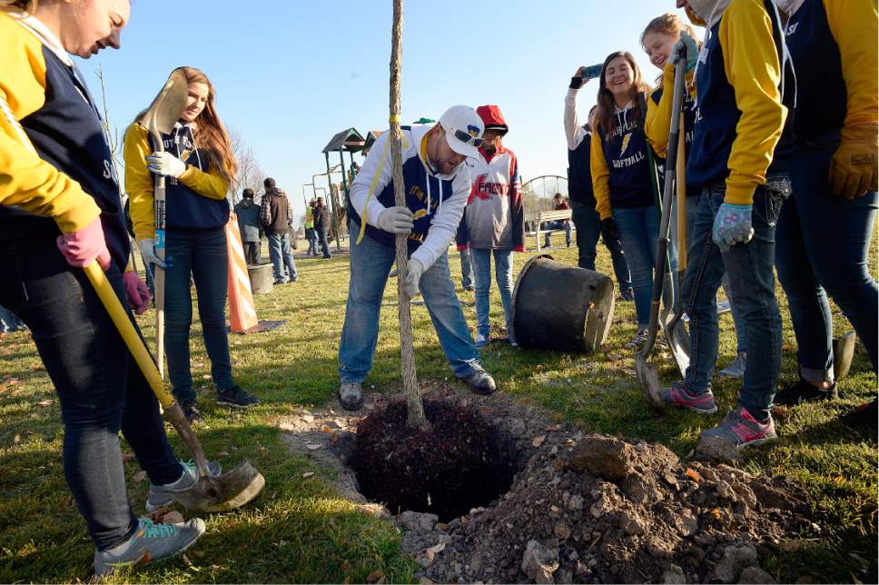 Scott Sommerdorf   |  The Salt Lake Tribune  
Coach Justin Higgins of the Utah Flash Softball team drops one of 76 trees into it's spot inside Veterans Memorial Park in West Jordan as the rest of the team watches, Saturday, November 5, 2016. Volunteers planted trees to replace those damaged by vandals.